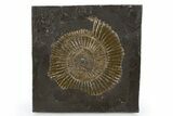 Dactylioceras Ammonite Fossil - Posidonia Shale, Germany #305709-1